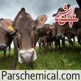 خرید کود گاوی در مشهد